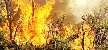 کاهش۹۲ درصدی آتش‌سوزی جنگل‌ها نسبت به سال گذشته
