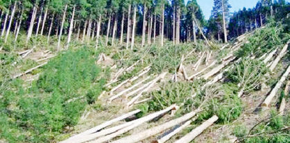 روند تخریب جنگل‌ها در ایران نگران کننده است
